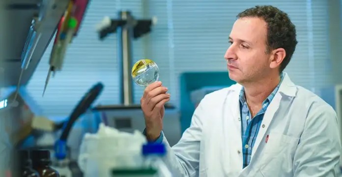 El profesor Boaz Mizrahi, investigador de la Facultad de Biotecnología e Ingeniería de Alimentos del Technion, observa una muestra en un matraz dentro de su laboratorio en Israel.