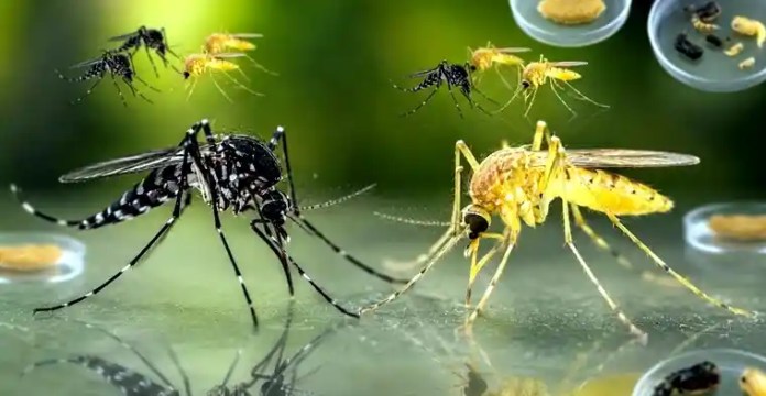 las plagas transmitidas por mosquitos